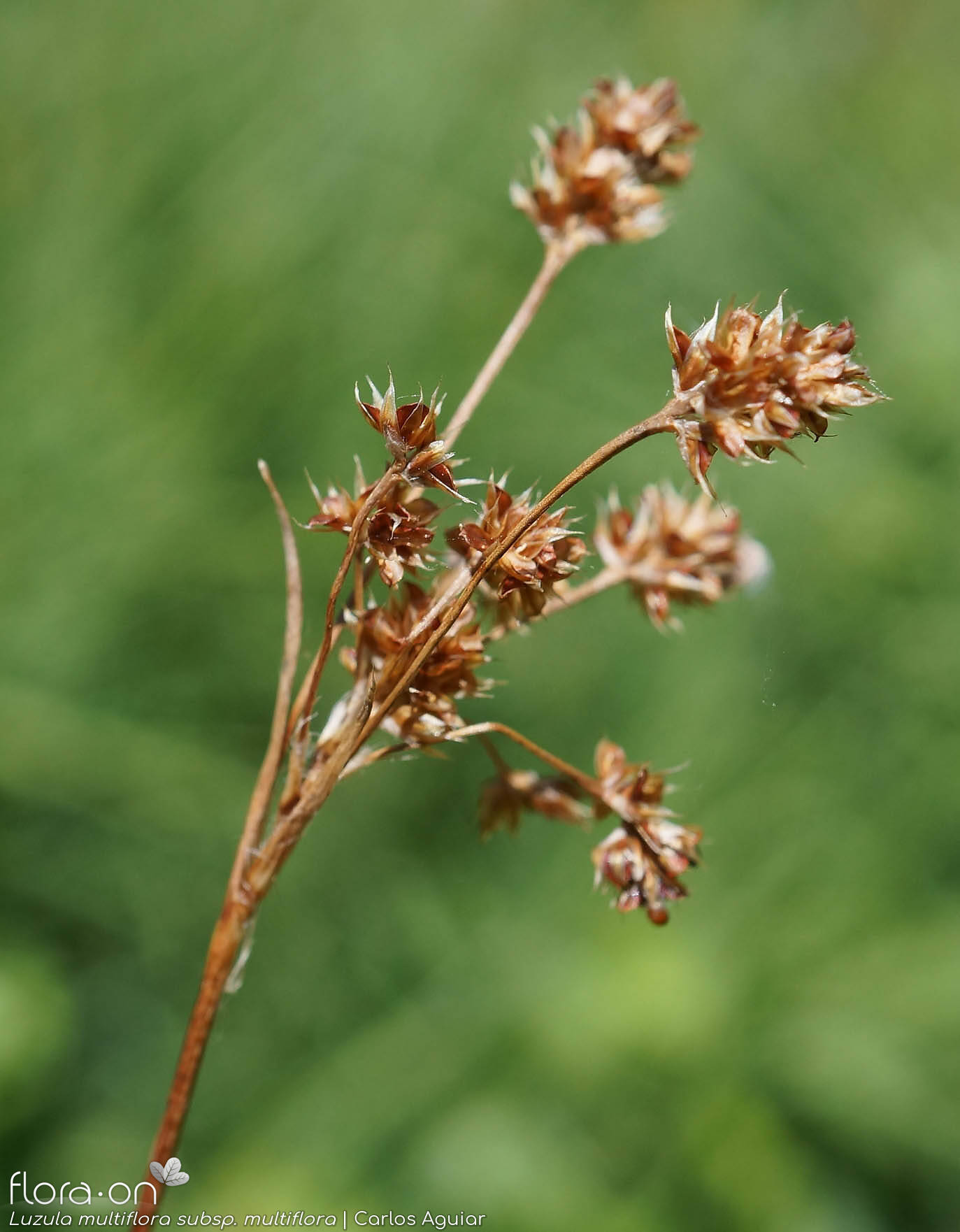 Luzula multiflora multiflora - Flor (geral) | Carlos Aguiar; CC BY-NC 4.0