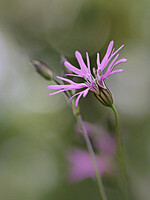 Lychnis flos-cuculi