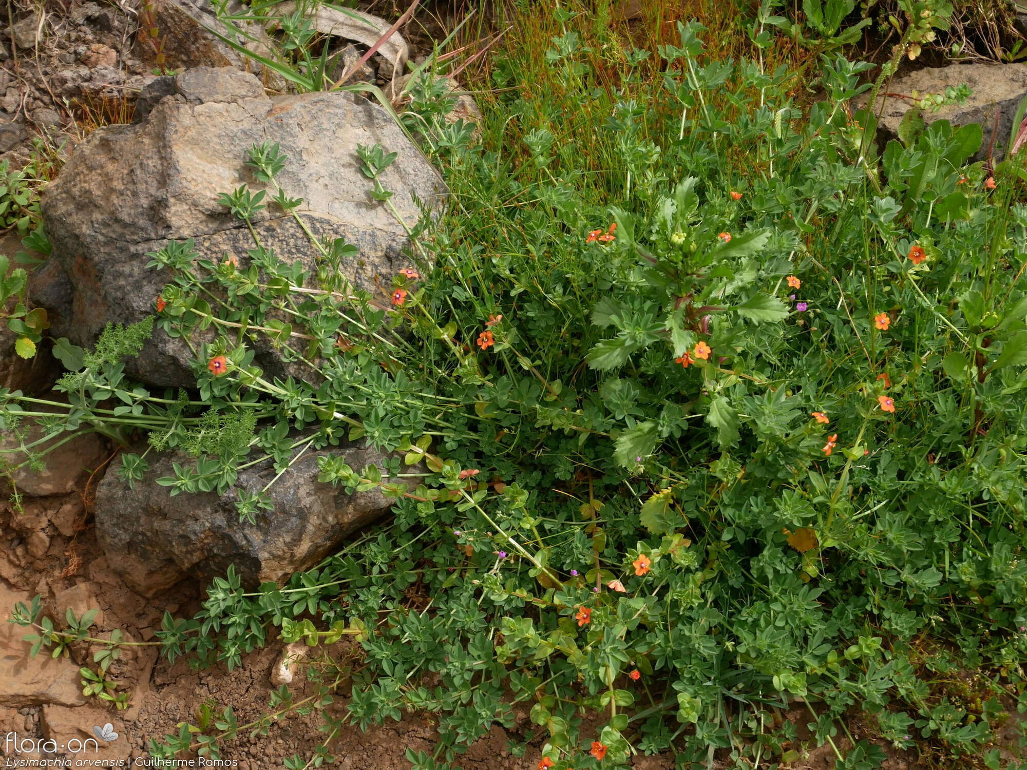 Lysimachia arvensis - Habitat | Guilherme Ramos; CC BY-NC 4.0