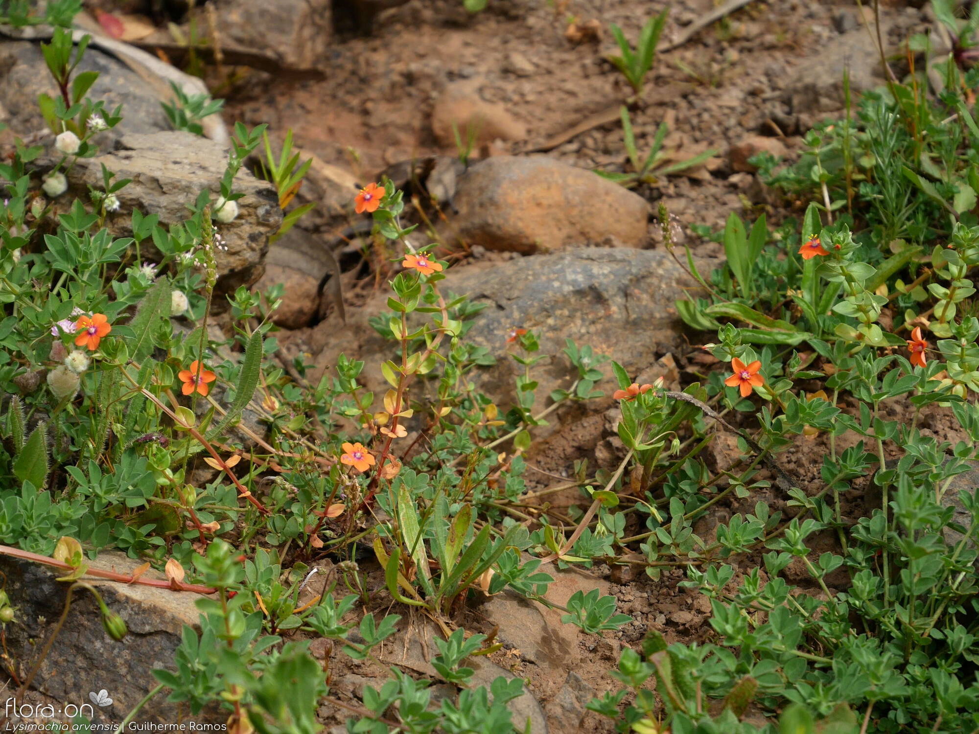 Lysimachia arvensis - Habitat | Guilherme Ramos; CC BY-NC 4.0