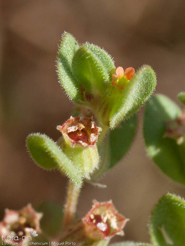 Lythrum borysthenicum - Flor (close-up) | Miguel Porto; CC BY-NC 4.0