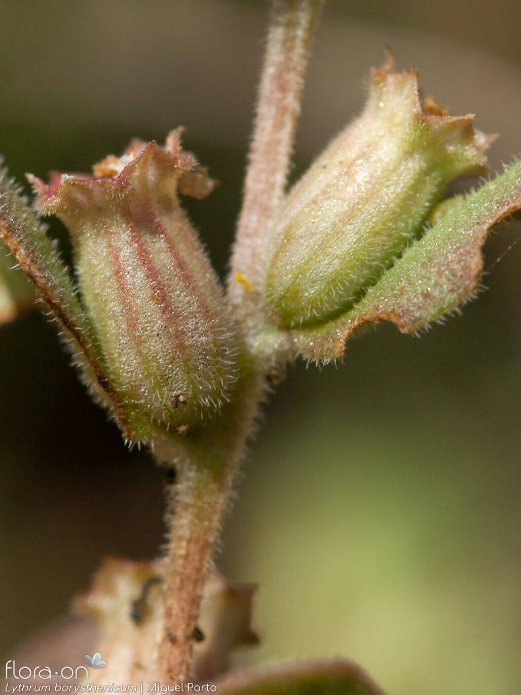Lythrum borysthenicum - Fruto | Miguel Porto; CC BY-NC 4.0
