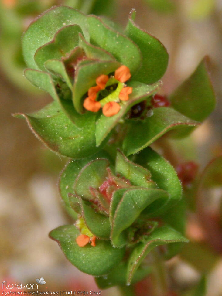 Lythrum borysthenicum - Flor (close-up) | Carla Pinto Cruz; CC BY-NC 4.0