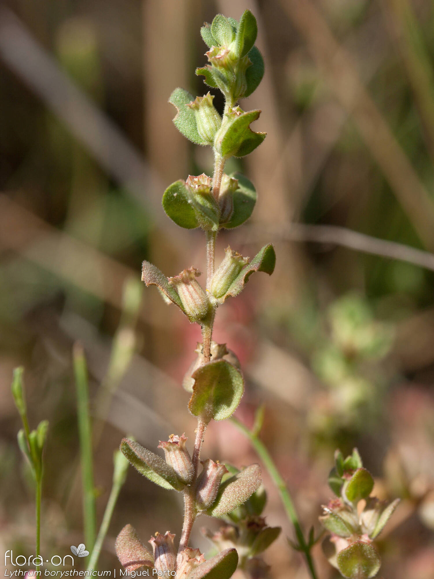 Lythrum borysthenicum - Flor (geral) | Miguel Porto; CC BY-NC 4.0