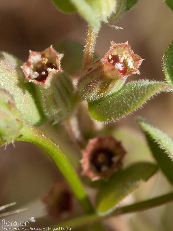 Lythrum borysthenicum - Flor (close-up) | Miguel Porto; CC BY-NC 4.0