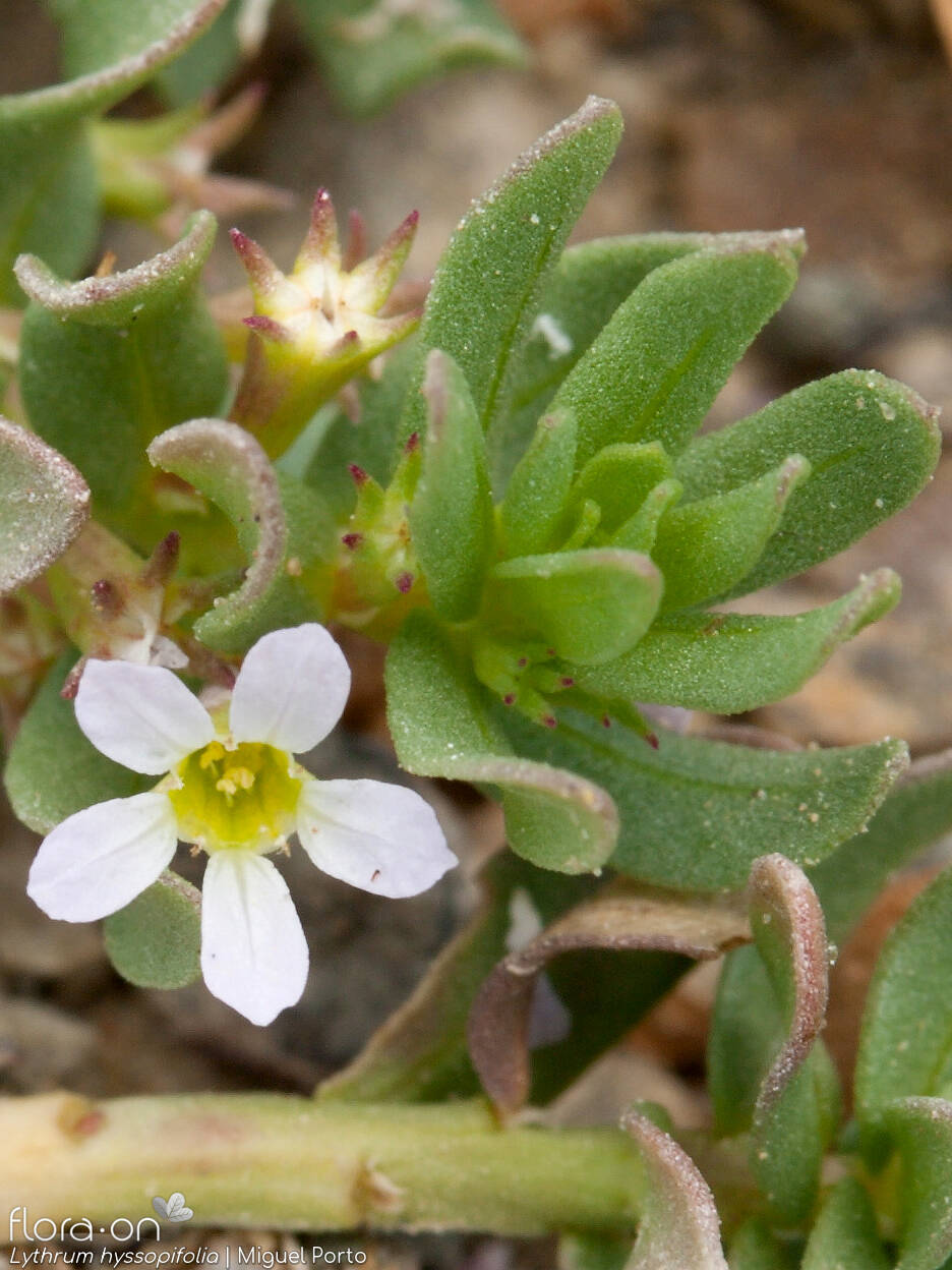 Lythrum hyssopifolia - Flor (geral) | Miguel Porto; CC BY-NC 4.0