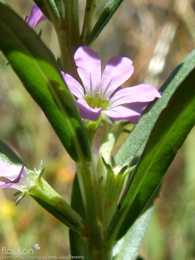 Lythrum hyssopifolia - Flor (close-up) | Ana Júlia Pereira; CC BY-NC 4.0