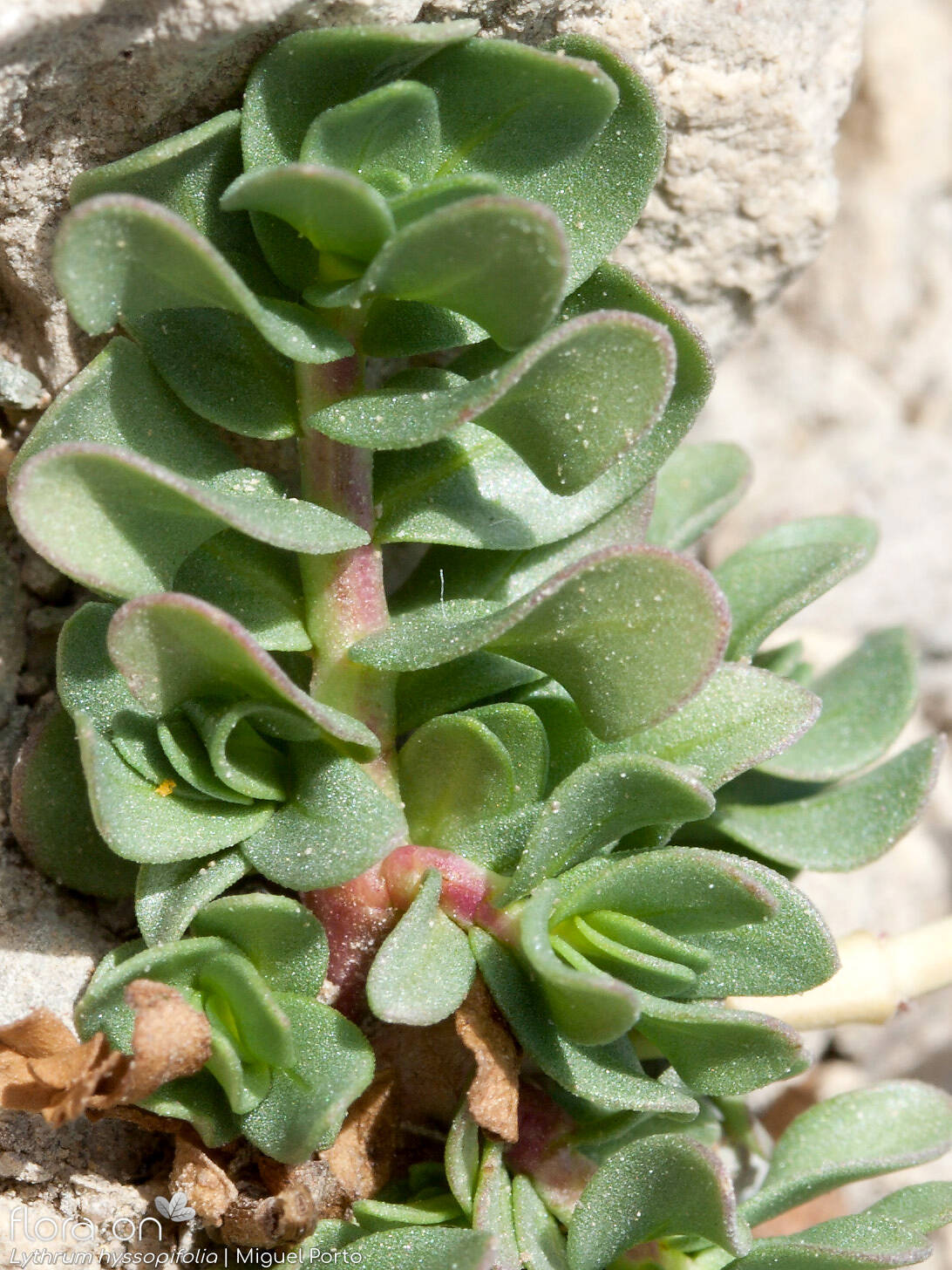 Lythrum hyssopifolia - Folha (geral) | Miguel Porto; CC BY-NC 4.0