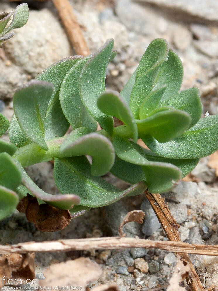 Lythrum hyssopifolia - Folha | Miguel Porto; CC BY-NC 4.0