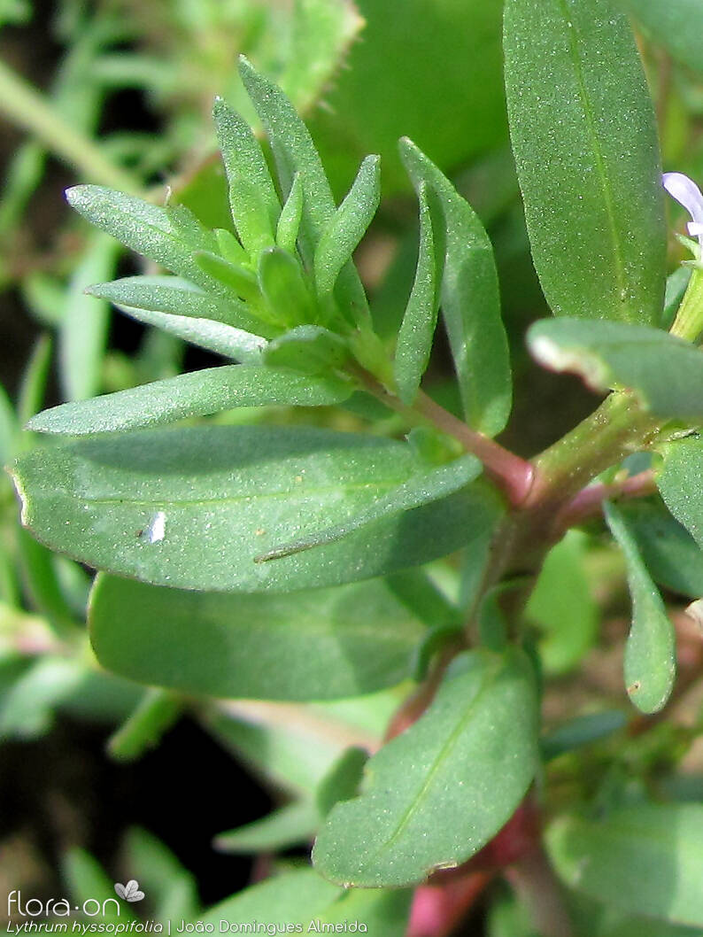 Lythrum hyssopifolia - Folha | João Domingues Almeida; CC BY-NC 4.0