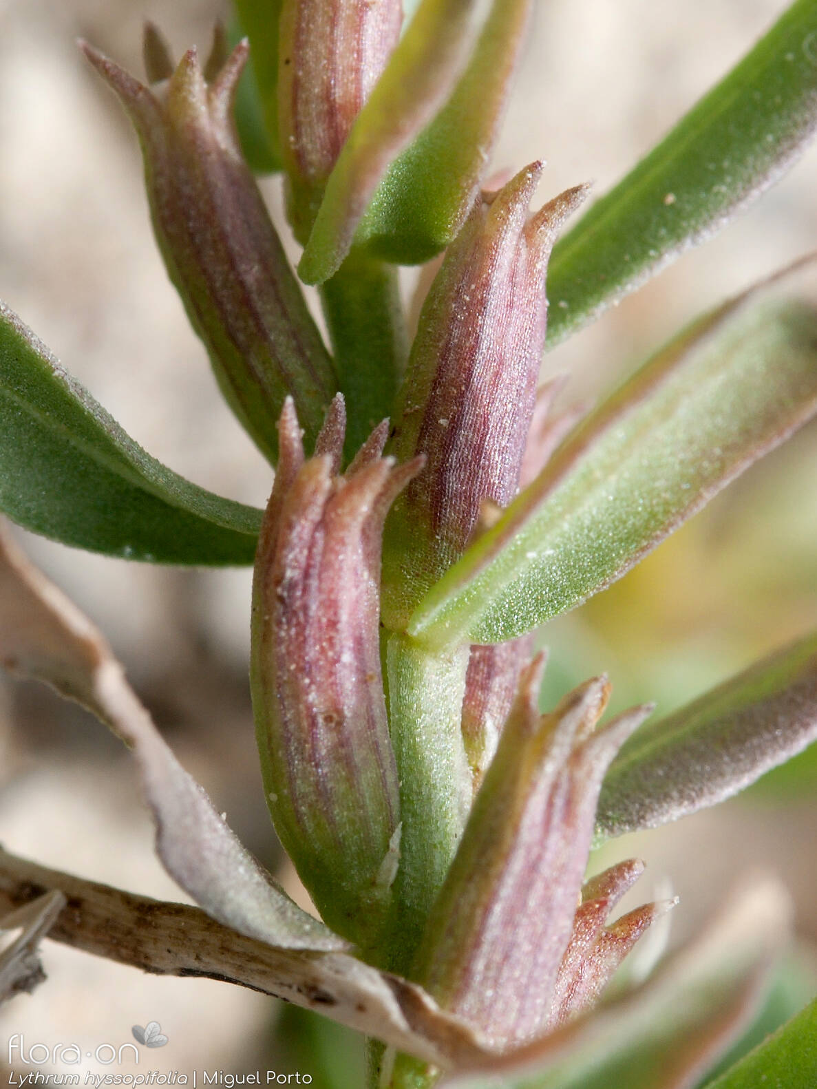 Lythrum hyssopifolia - Cálice | Miguel Porto; CC BY-NC 4.0
