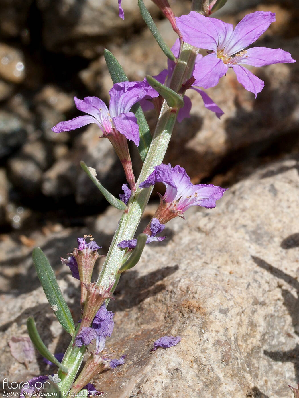 Lythrum junceum - Flor (geral) | Miguel Porto; CC BY-NC 4.0