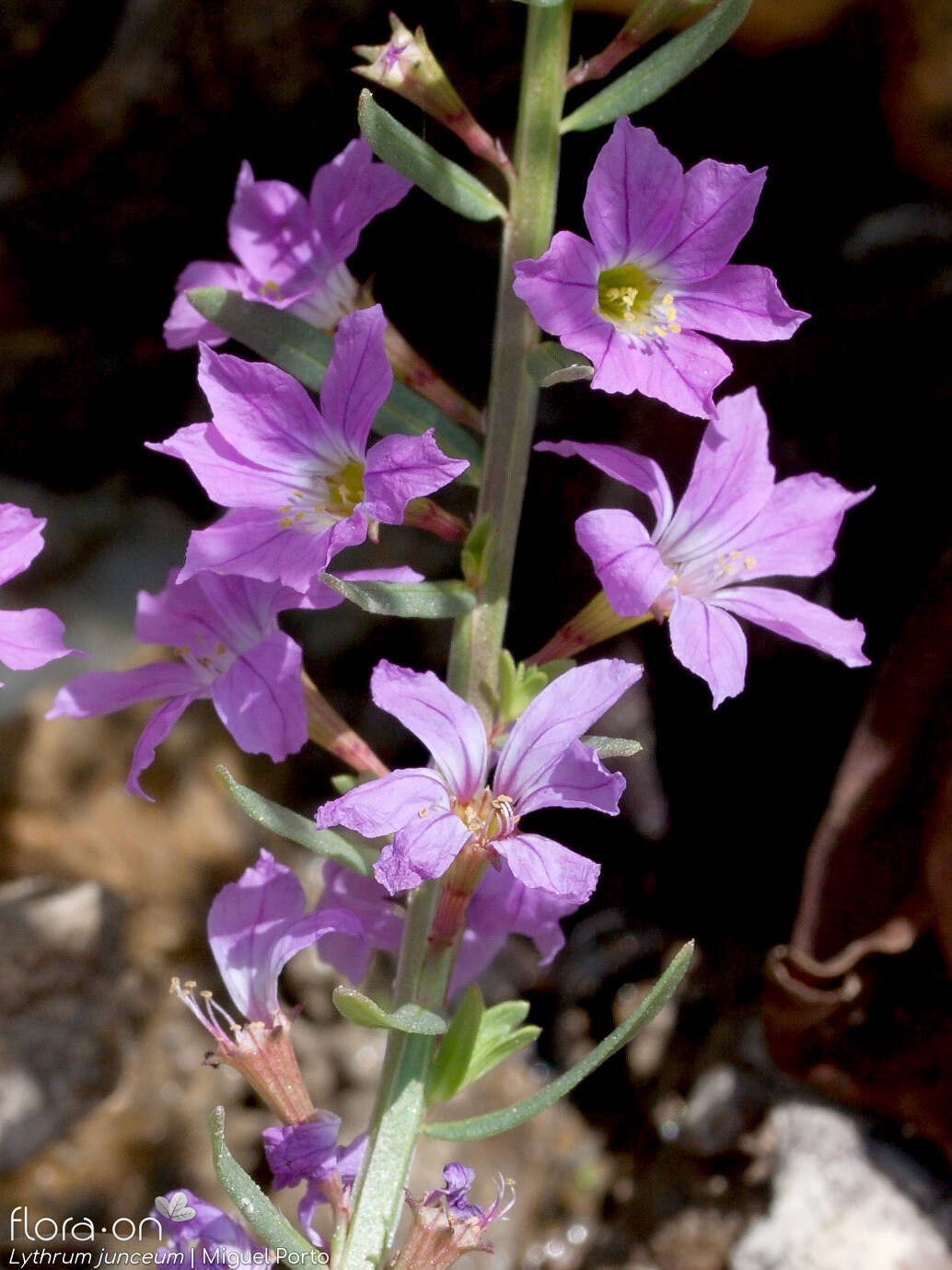 Lythrum junceum - Flor (geral) | Miguel Porto; CC BY-NC 4.0