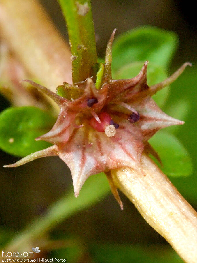 Lythrum portula - Flor (close-up) | Miguel Porto; CC BY-NC 4.0