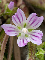 Malva nicaeensis