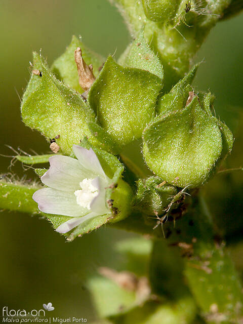 Malva parviflora - Flor (close-up) | Miguel Porto; CC BY-NC 4.0