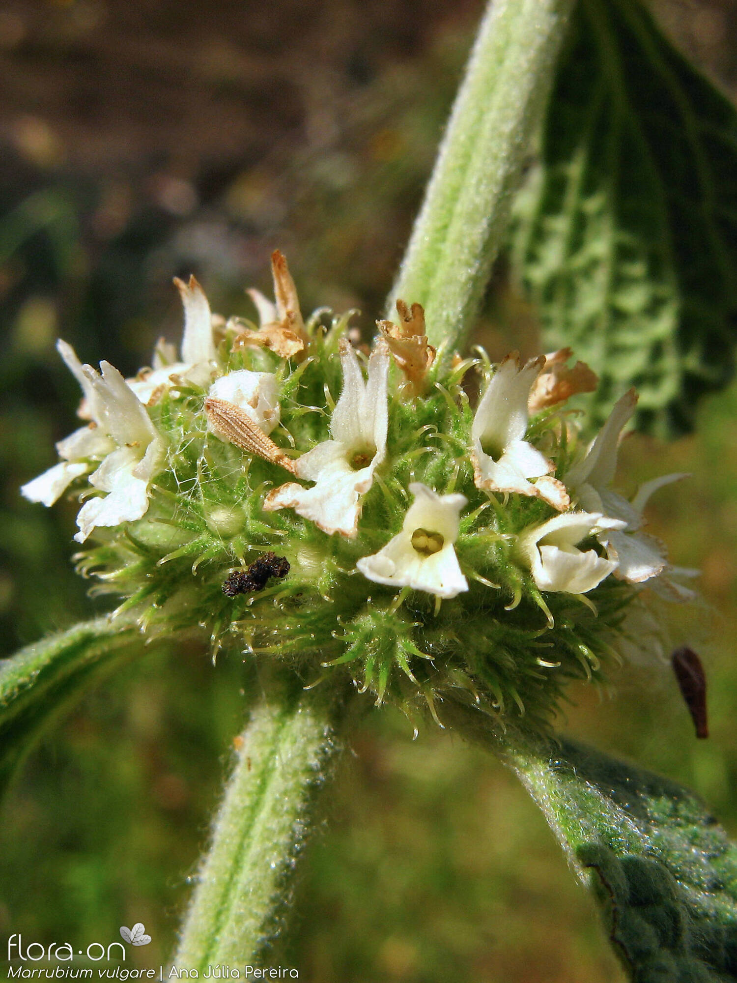 Marrubium vulgare - Flor (close-up) | Ana Júlia Pereira; CC BY-NC 4.0