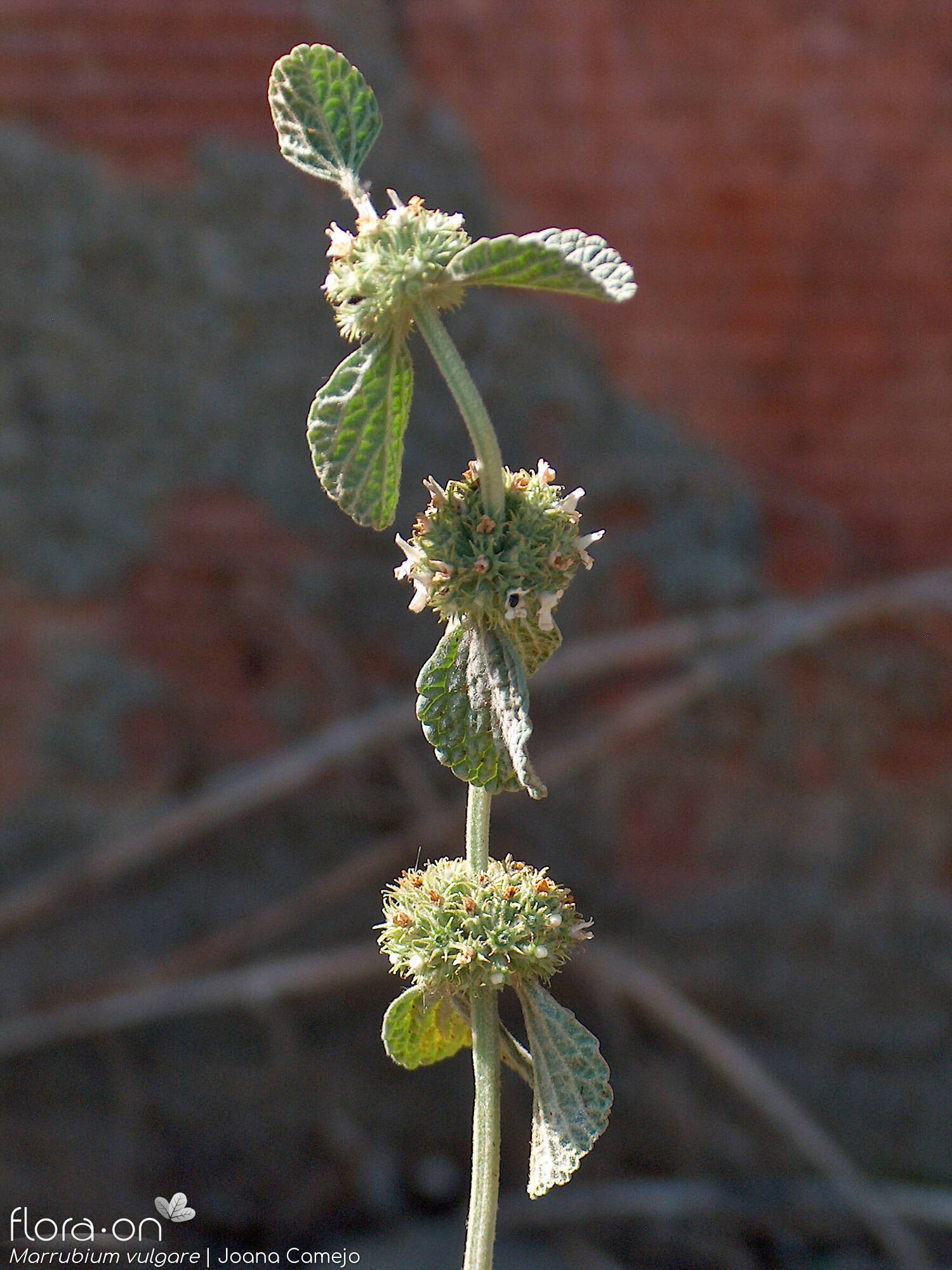 Marrubium vulgare - Flor (geral) | Joana Camejo; CC BY-NC 4.0