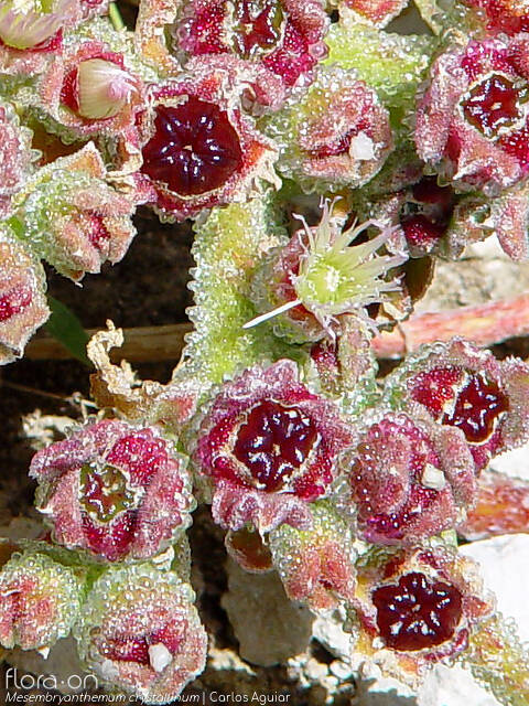 Mesembryanthemum crystallinum - Fruto | Carlos Aguiar; CC BY-NC 4.0