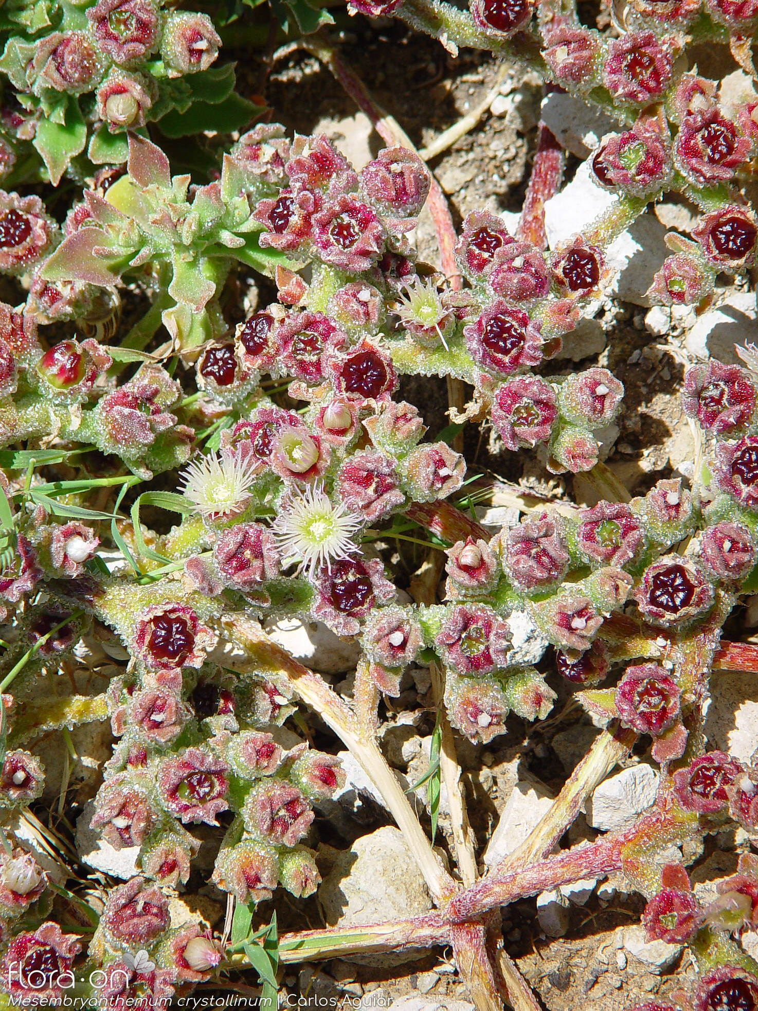 Mesembryanthemum crystallinum - Hábito | Carlos Aguiar; CC BY-NC 4.0
