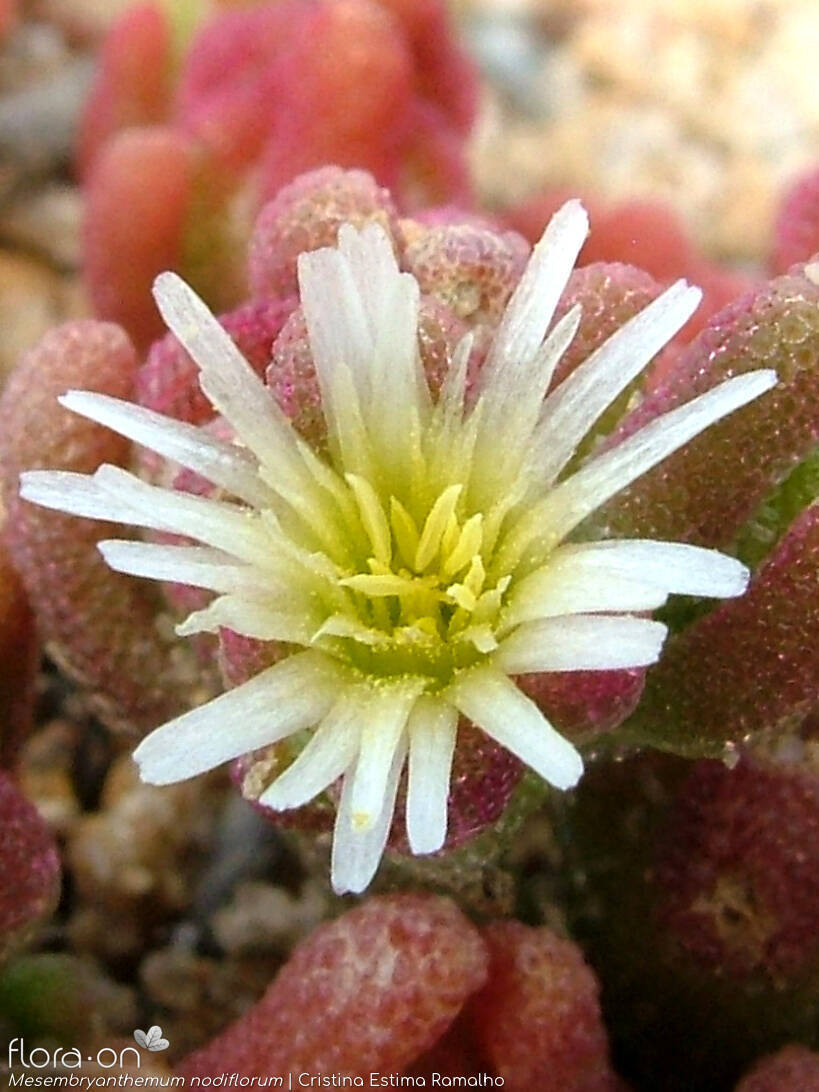 Mesembryanthemum nodiflorum - Flor (close-up) | Cristina Estima Ramalho; CC BY-NC 4.0