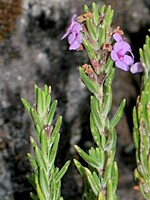 Micromeria thymoides