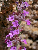 Micromeria thymoides