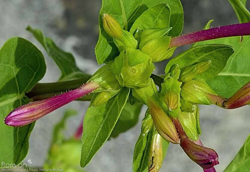 Mirabilis jalapa - Fruto | Paulo Ventura Araújo; CC BY-NC 4.0