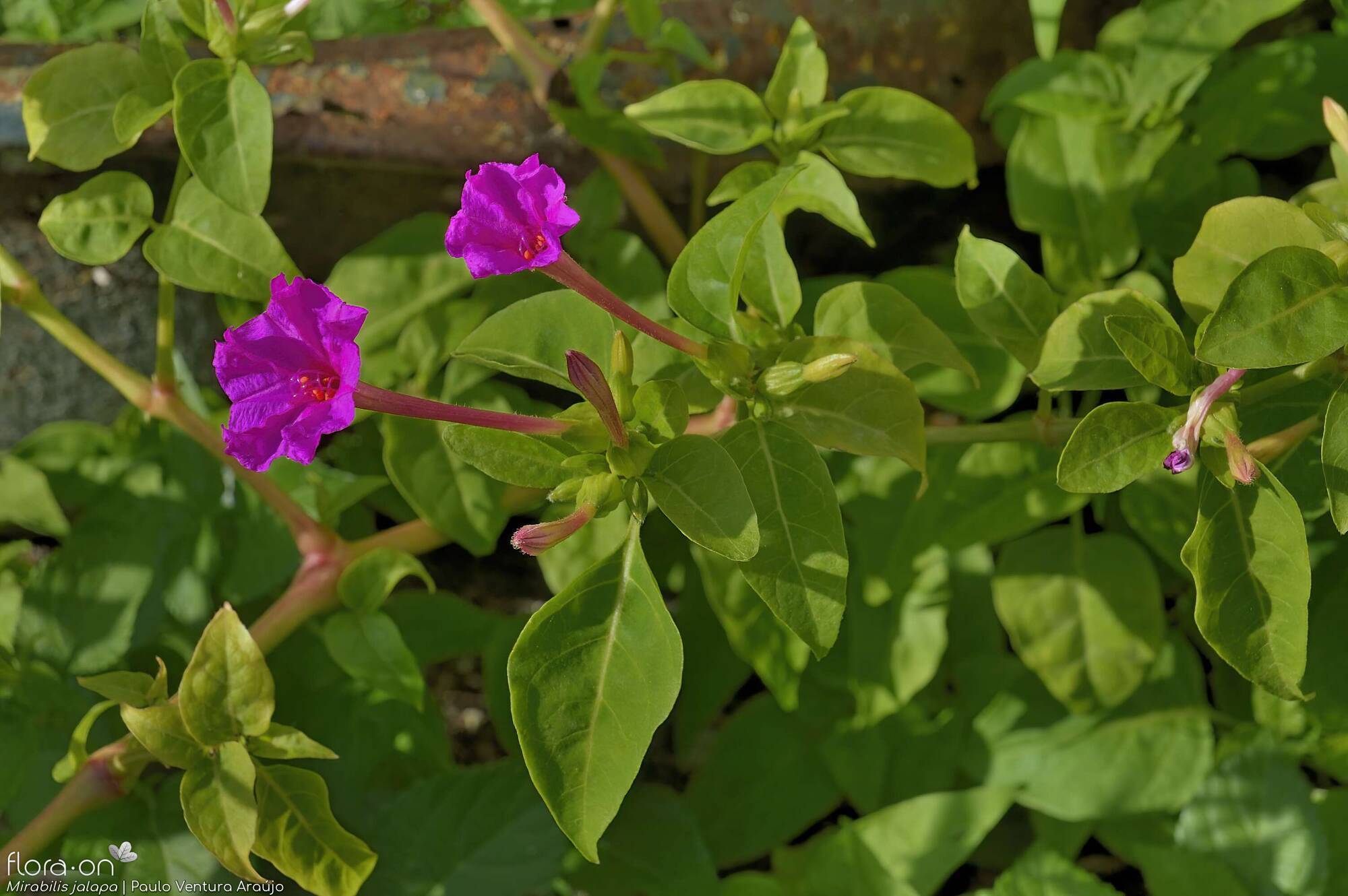 Mirabilis jalapa - Flor (geral) | Paulo Ventura Araújo; CC BY-NC 4.0