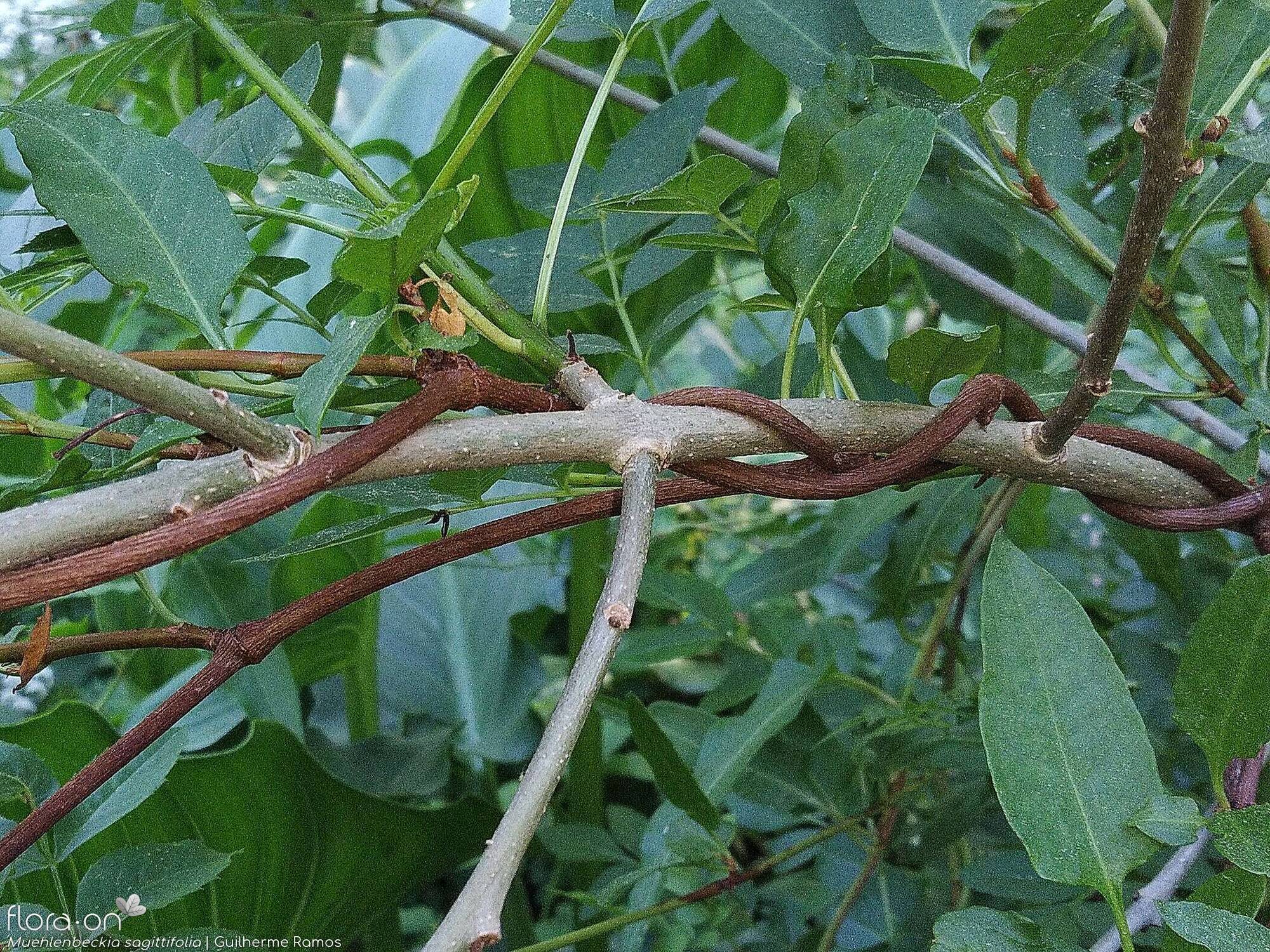 Muehlenbeckia sagittifolia - Caule | Guilherme Ramos; CC BY-NC 4.0