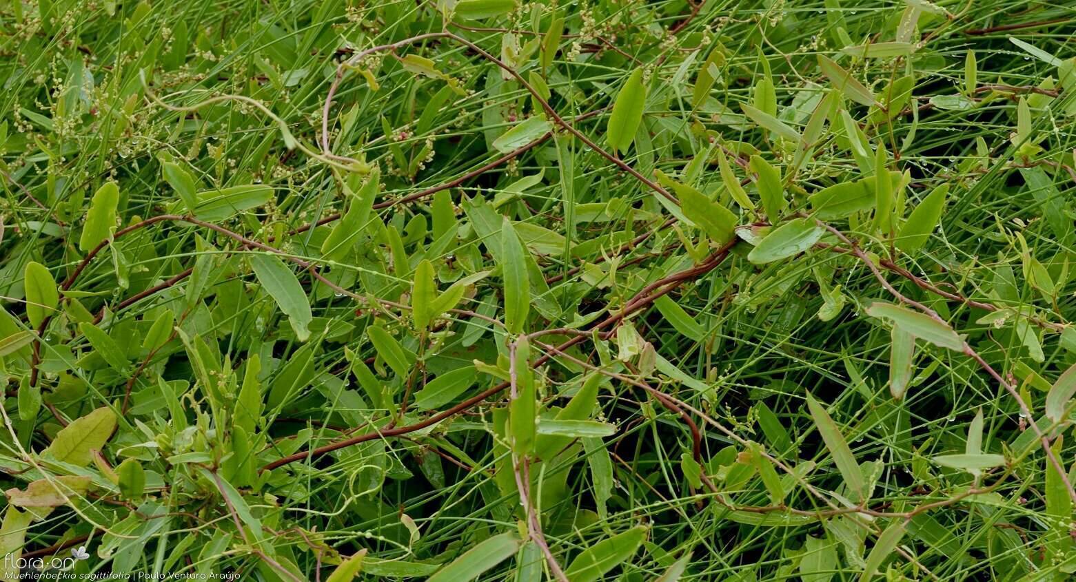 Muehlenbeckia sagittifolia - Folha (geral) | Paulo Ventura Araújo; CC BY-NC 4.0