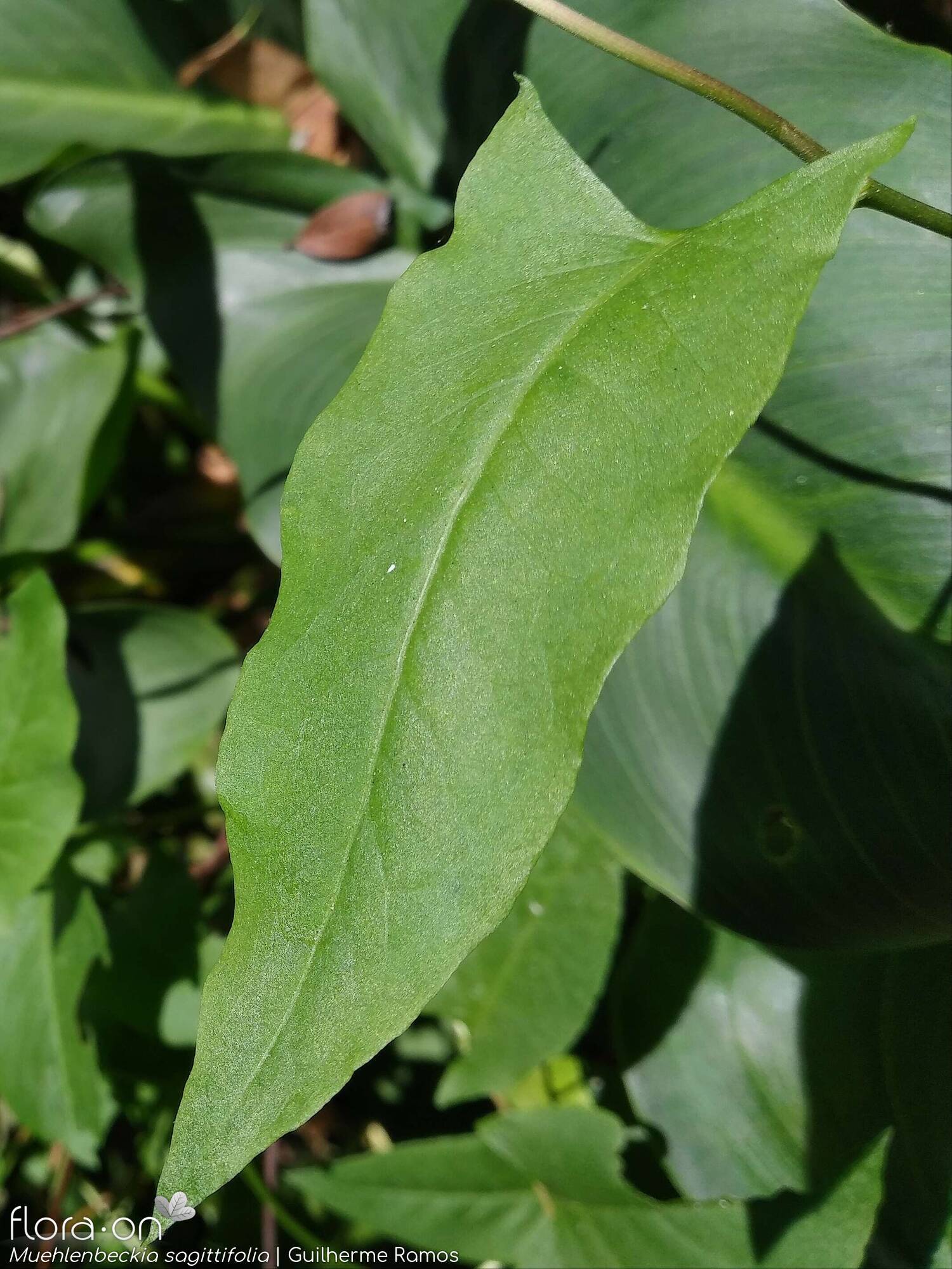 Muehlenbeckia sagittifolia - Folha | Guilherme Ramos; CC BY-NC 4.0
