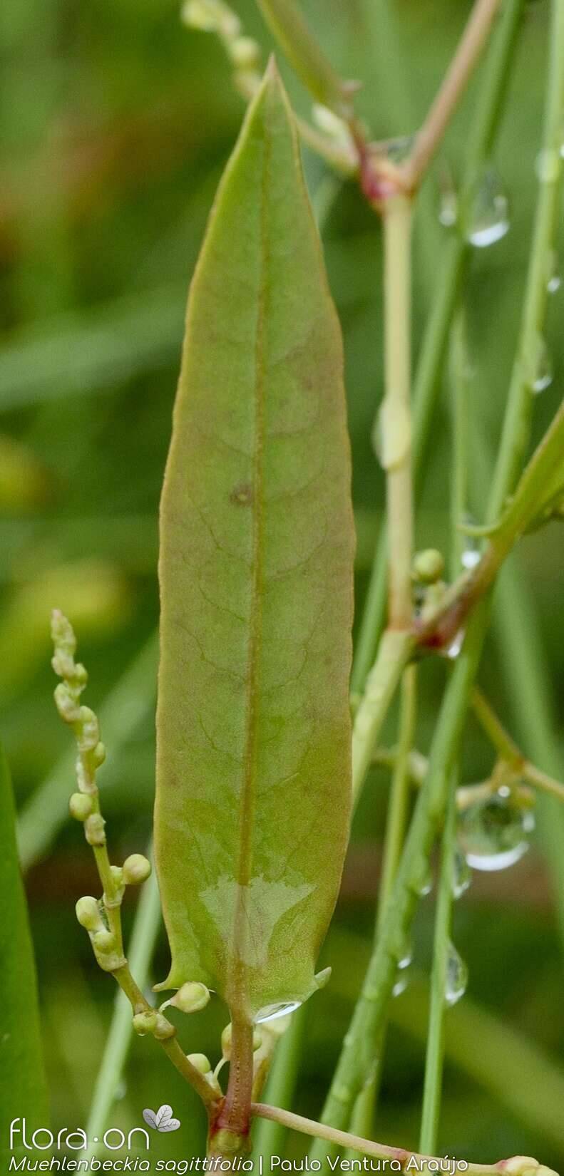 Muehlenbeckia sagittifolia - Folha | Paulo Ventura Araújo; CC BY-NC 4.0