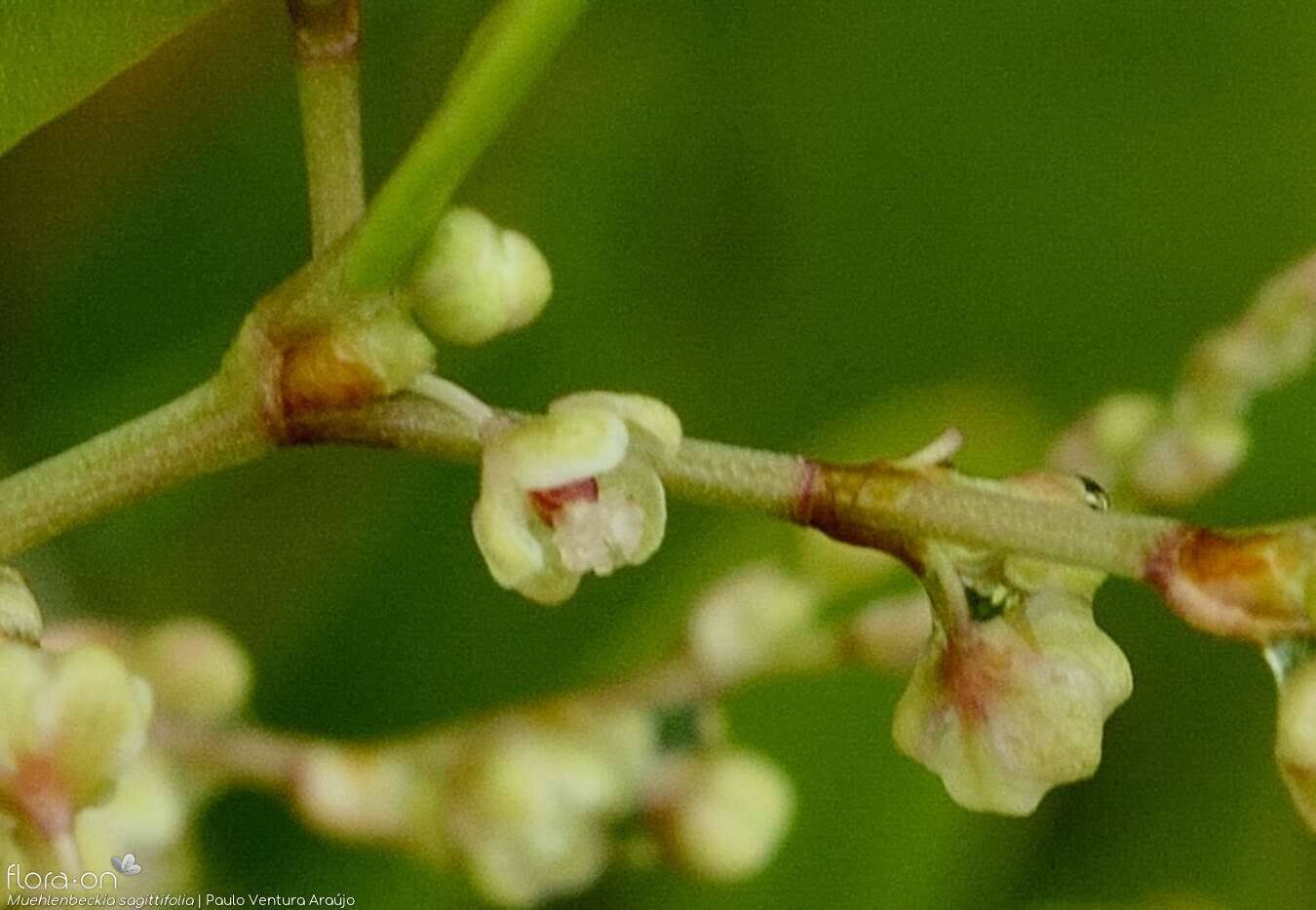Muehlenbeckia sagittifolia - Flor (close-up) | Paulo Ventura Araújo; CC BY-NC 4.0