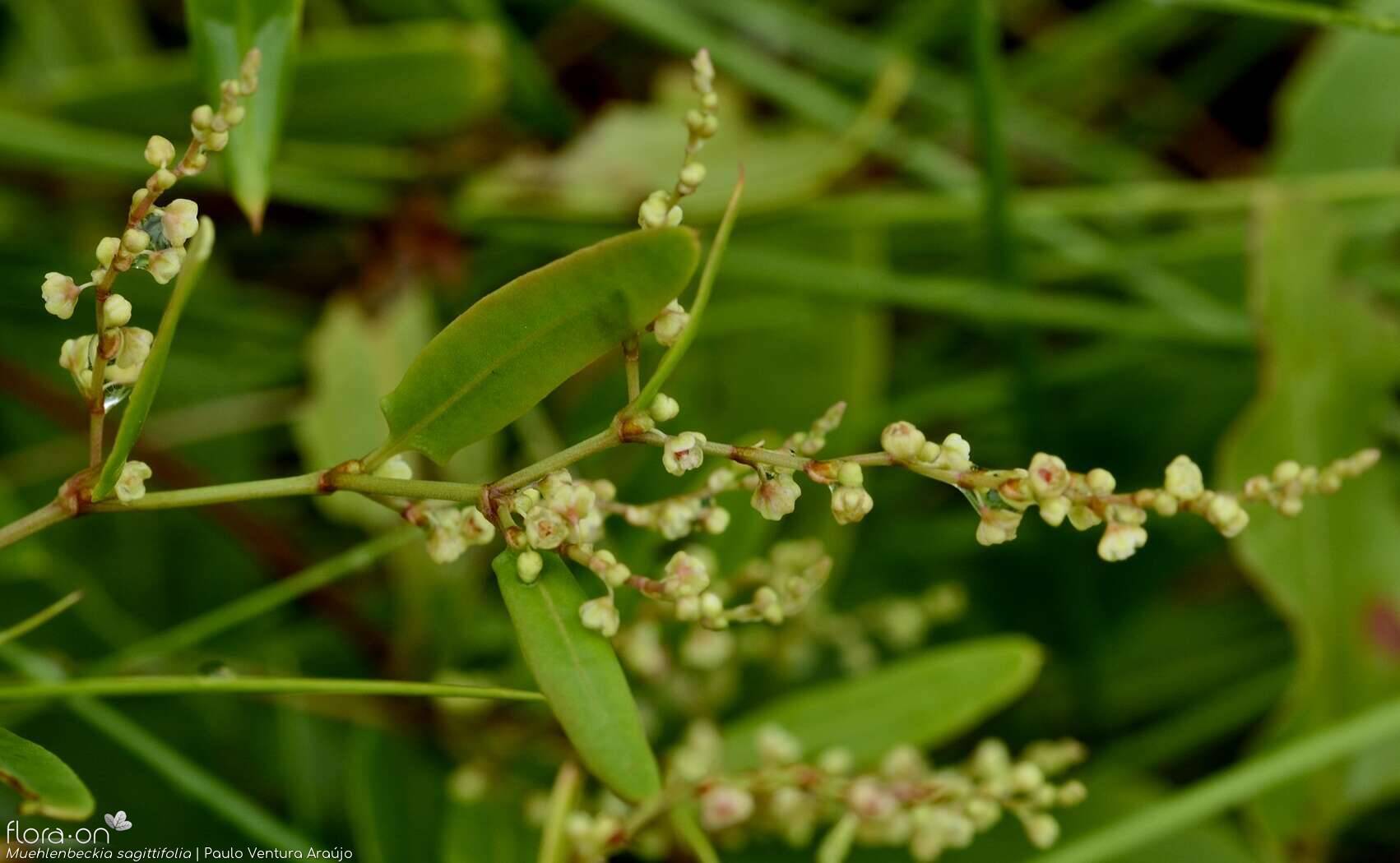 Muehlenbeckia sagittifolia - Flor (geral) | Paulo Ventura Araújo; CC BY-NC 4.0