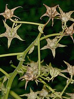 Musschia wollastonii