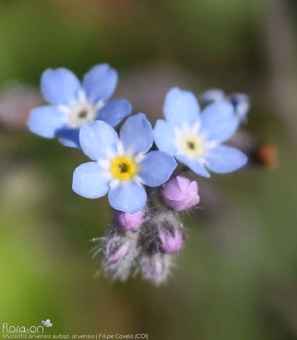 Myosotis arvensis arvensis - Flor (close-up) | Filipe Covelo; CC BY-NC 4.0