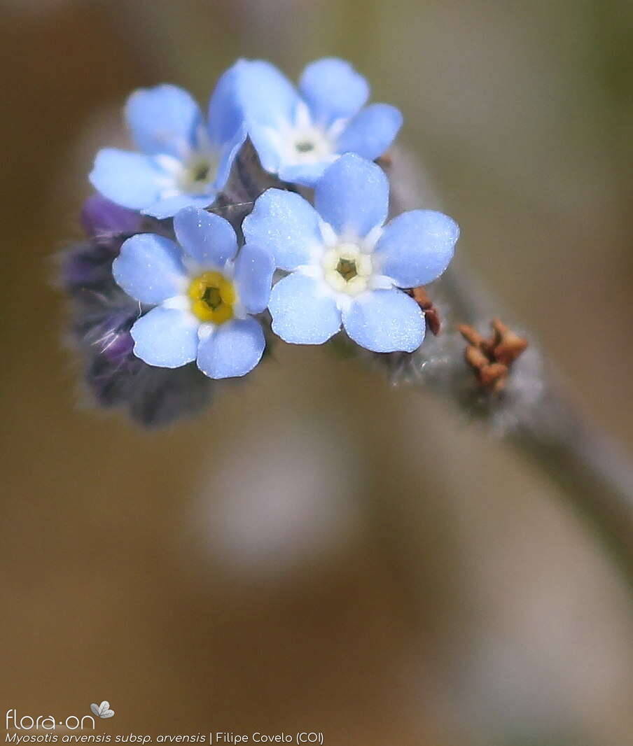 Myosotis arvensis arvensis - Flor (close-up) | Filipe Covelo; CC BY-NC 4.0