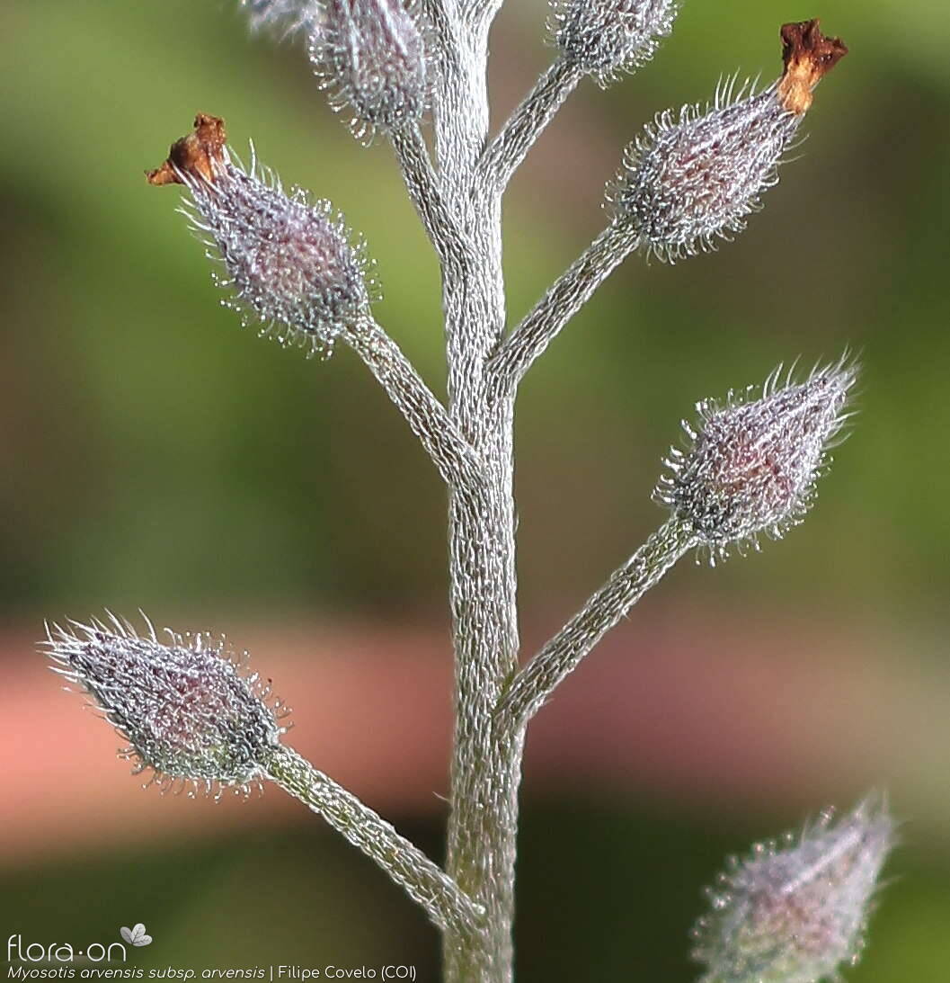 Myosotis arvensis arvensis - Fruto | Filipe Covelo; CC BY-NC 4.0