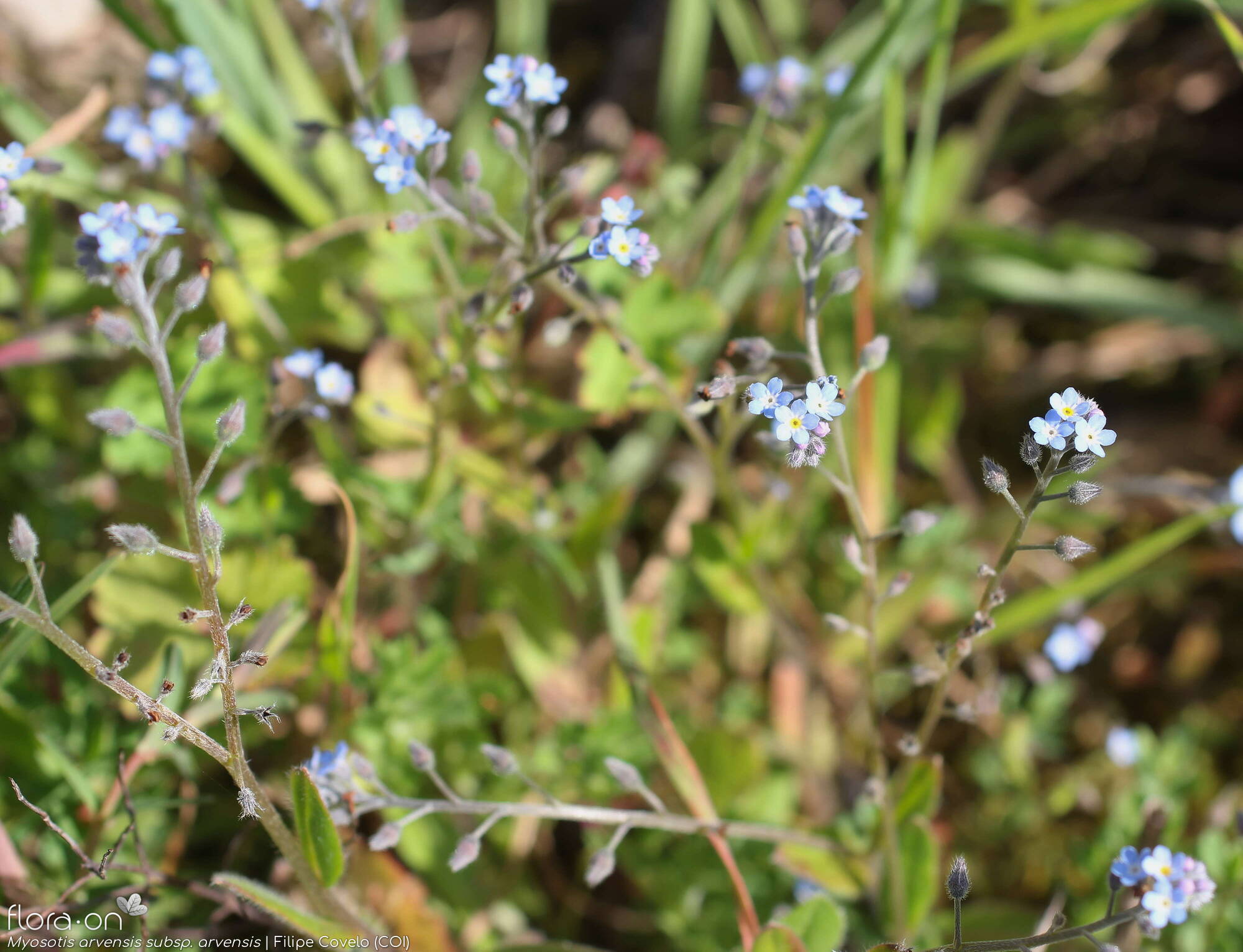 Myosotis arvensis arvensis - Hábito | Filipe Covelo; CC BY-NC 4.0