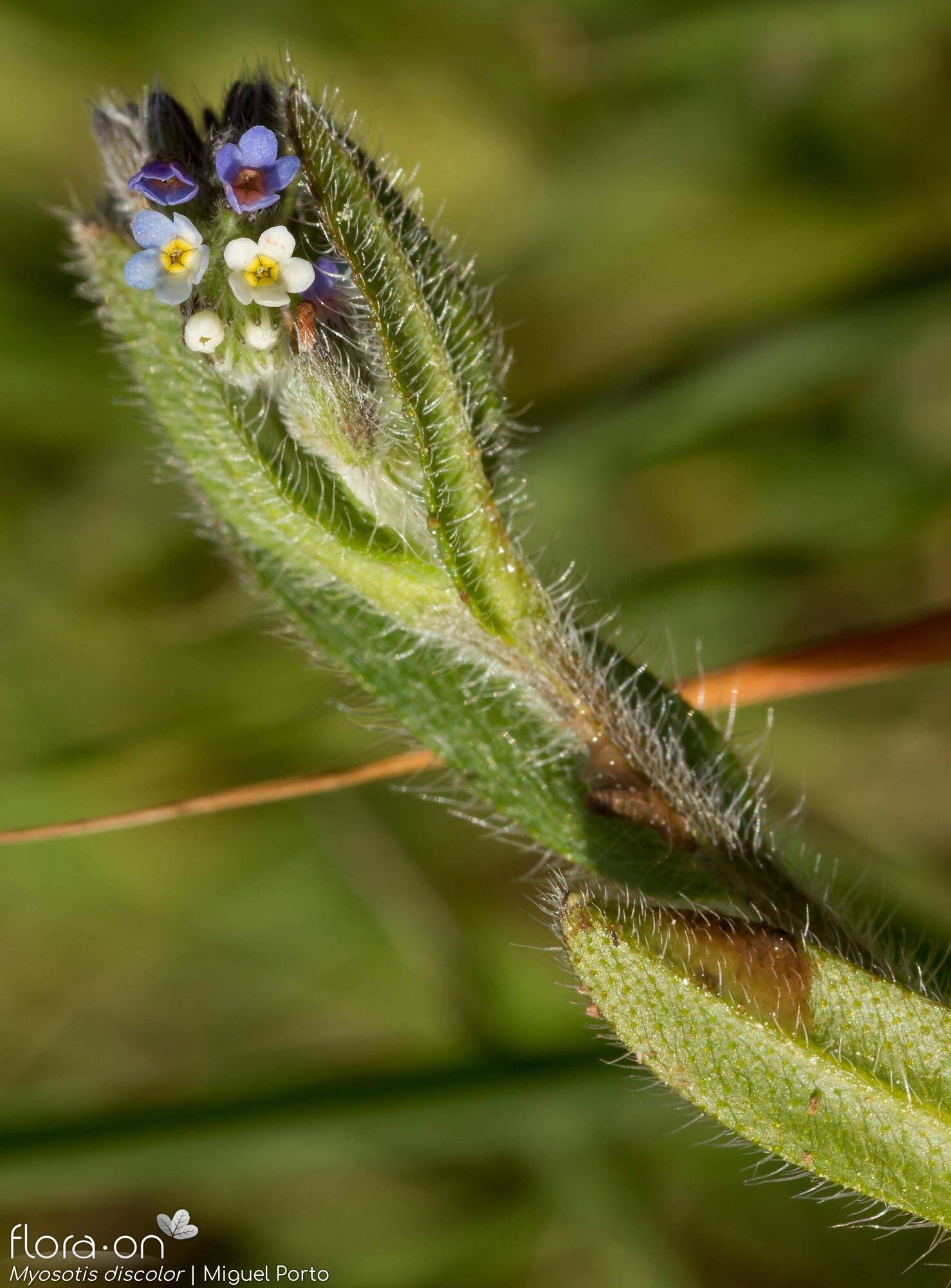 Myosotis discolor - Flor (geral) | Miguel Porto; CC BY-NC 4.0