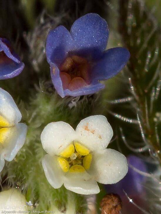 Myosotis discolor - Flor (close-up) | Miguel Porto; CC BY-NC 4.0