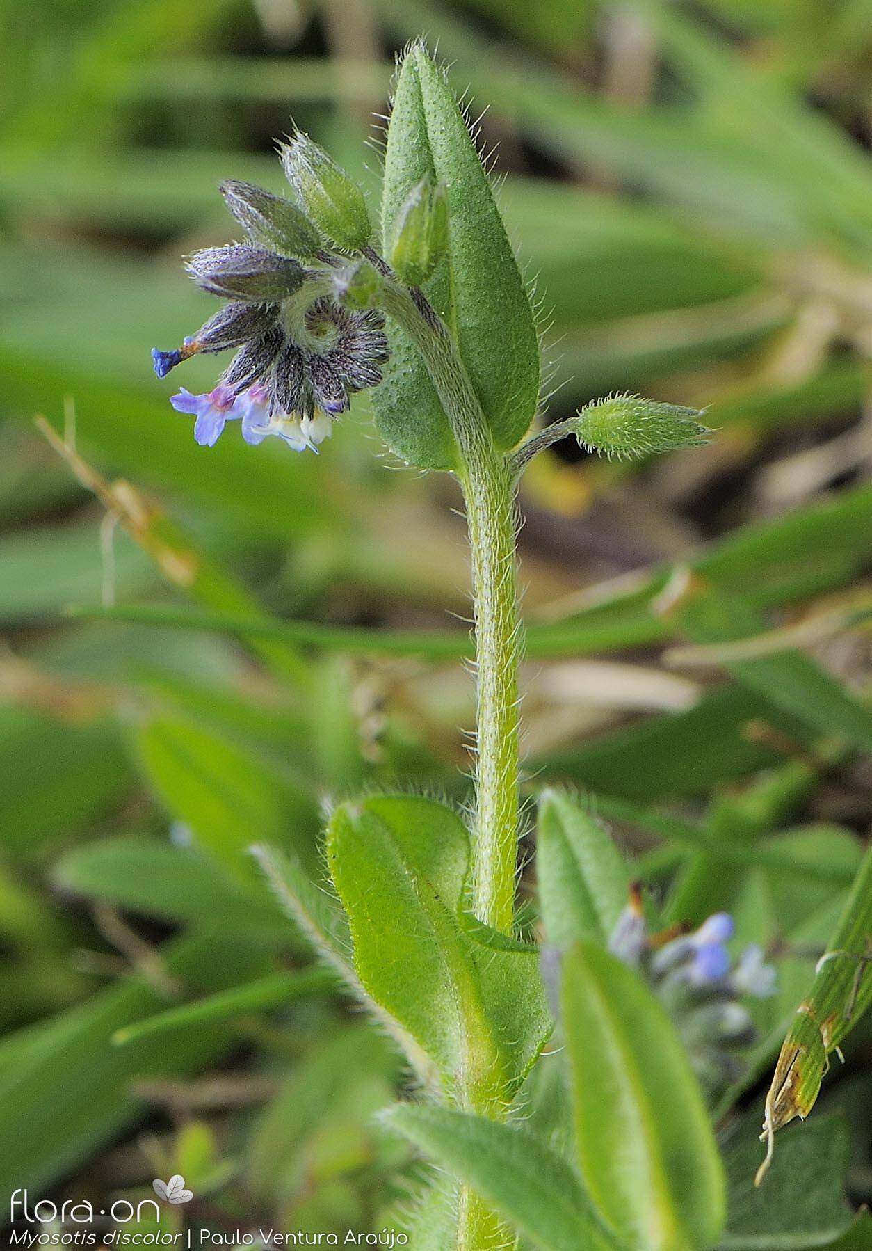 Myosotis discolor - Hábito | Paulo Ventura Araújo; CC BY-NC 4.0