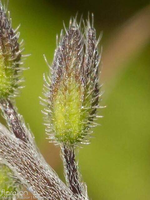 Myosotis discolor - Fruto | Miguel Porto; CC BY-NC 4.0