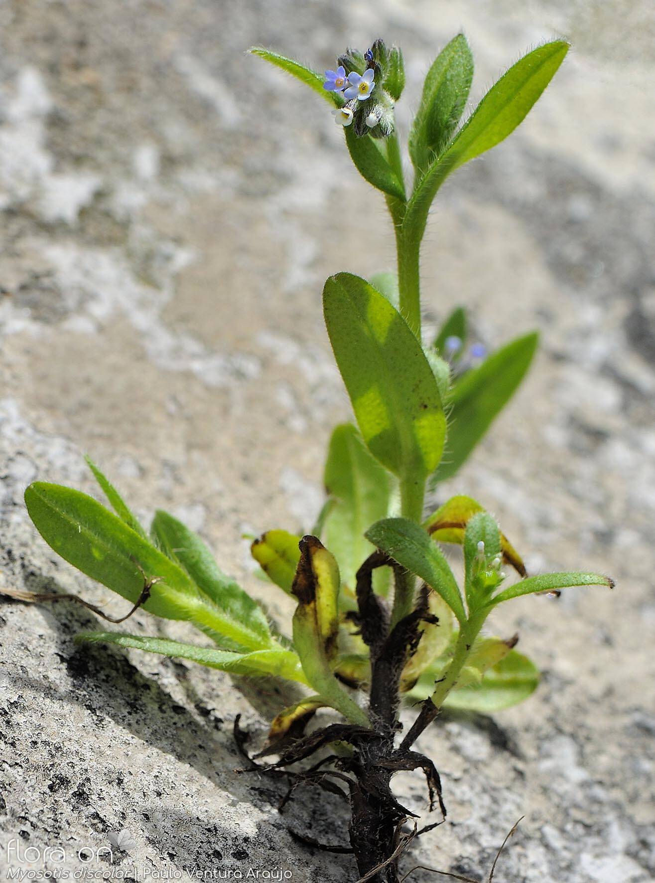 Myosotis discolor - Hábito | Paulo Ventura Araújo; CC BY-NC 4.0