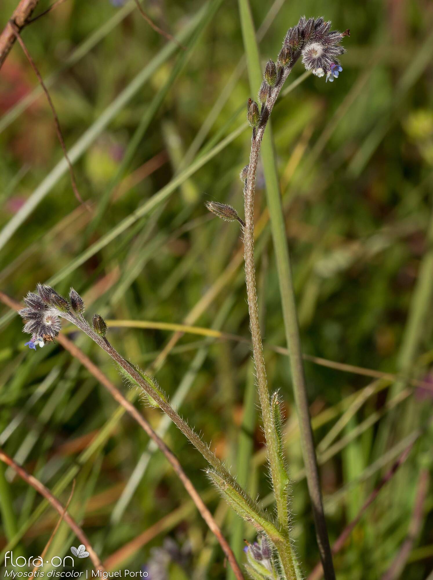 Myosotis discolor - Flor (geral) | Miguel Porto; CC BY-NC 4.0