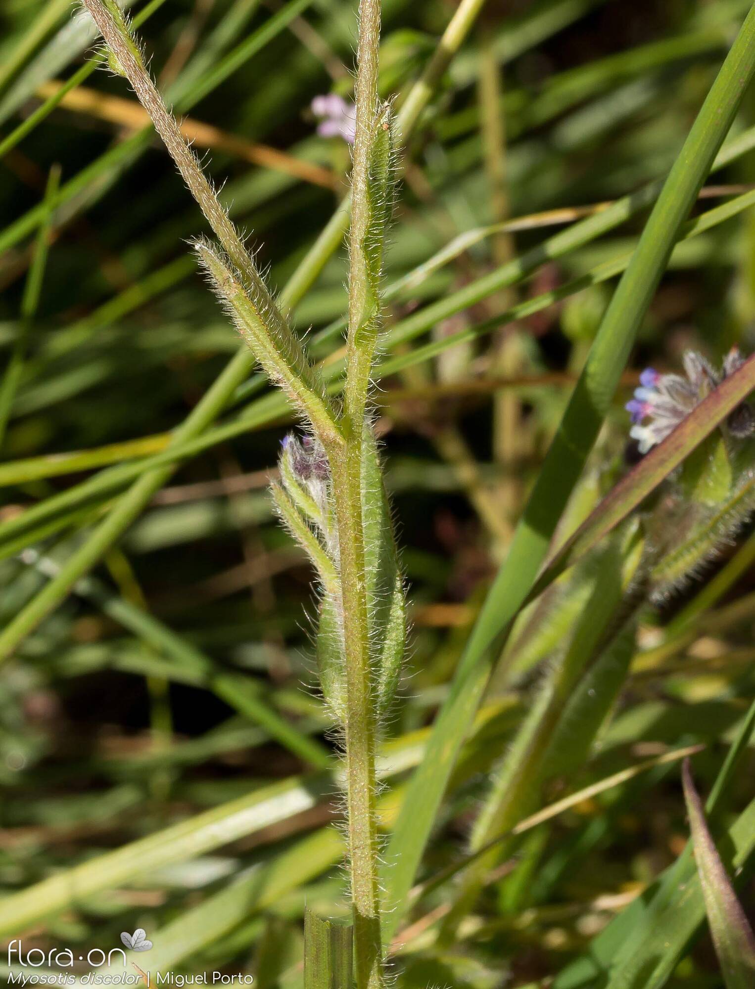 Myosotis discolor - Folha (geral) | Miguel Porto; CC BY-NC 4.0