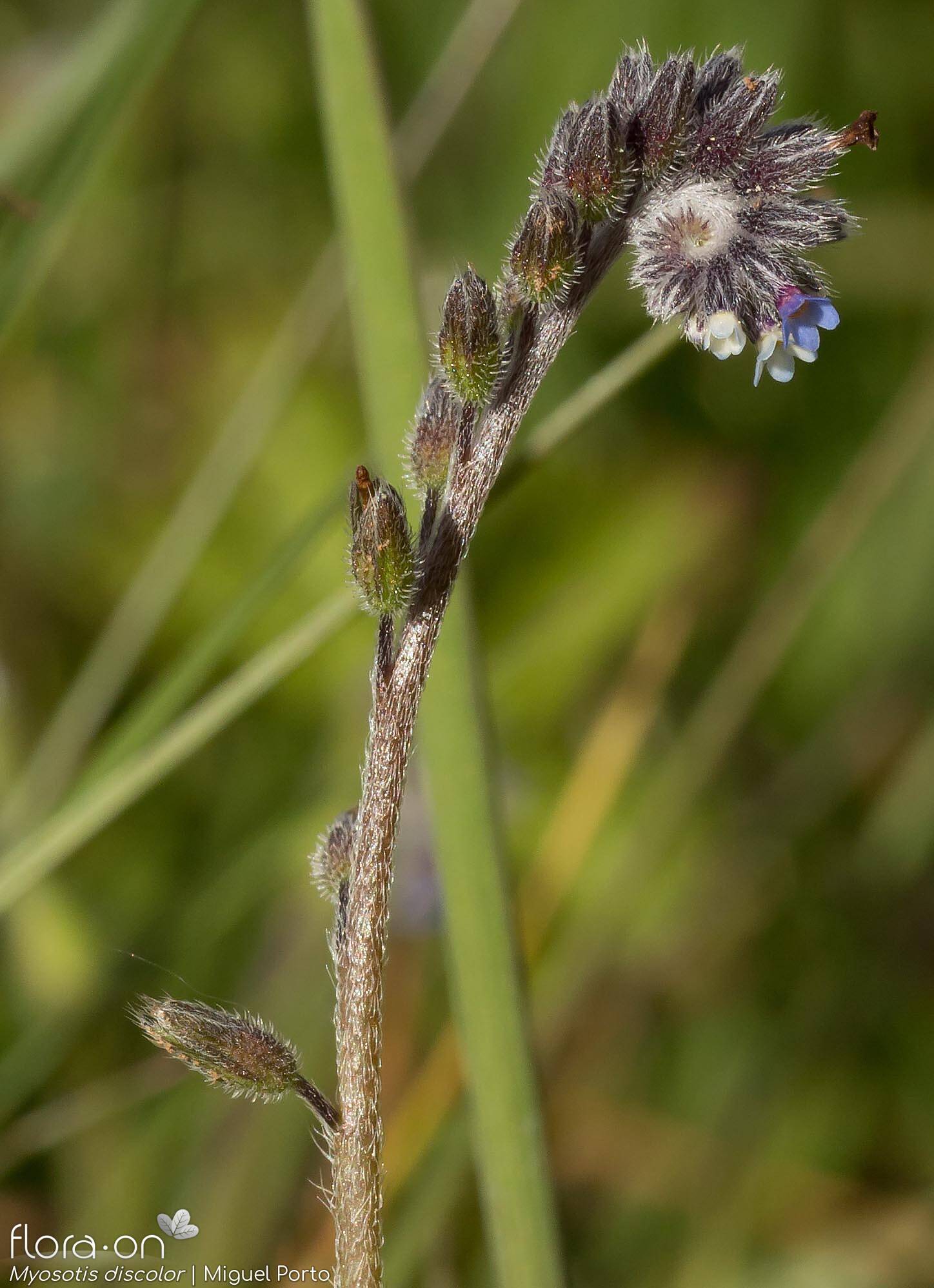 Myosotis discolor - Flor (geral) | Miguel Porto; CC BY-NC 4.0