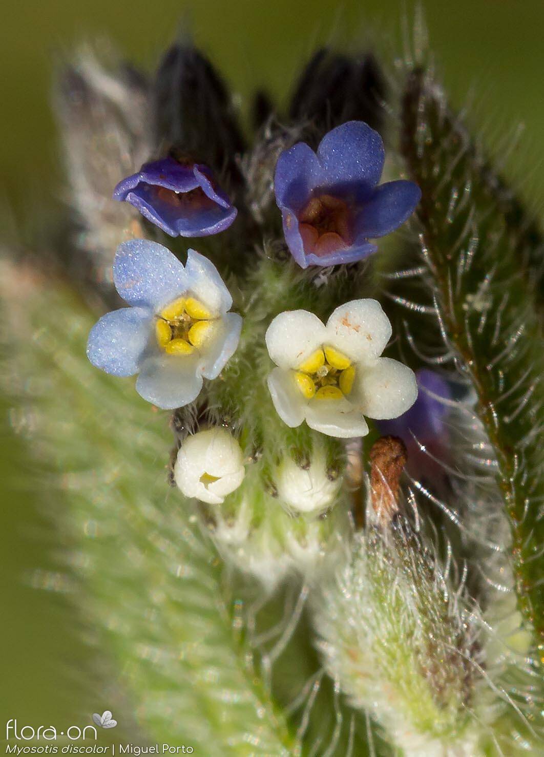 Myosotis discolor - Flor (close-up) | Miguel Porto; CC BY-NC 4.0