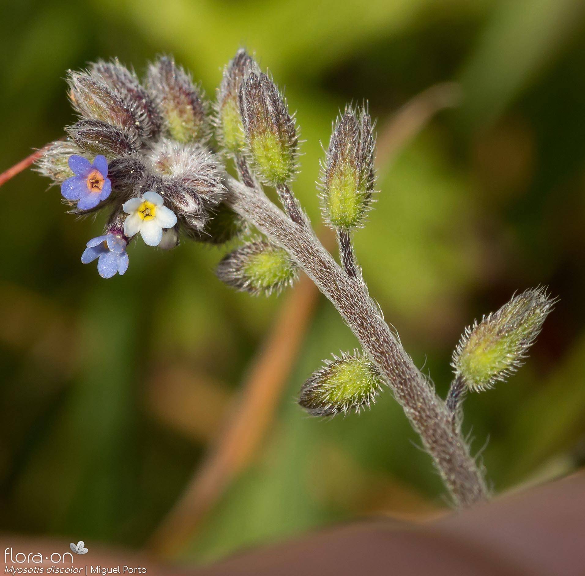 Myosotis discolor - Flor (geral) | Miguel Porto; CC BY-NC 4.0